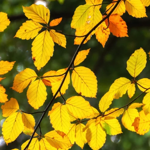 pexels-asphotograpy-28610645