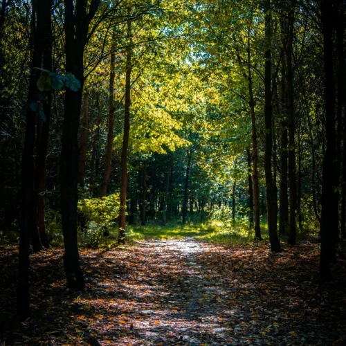 pexels-nicolasveithen-1719627